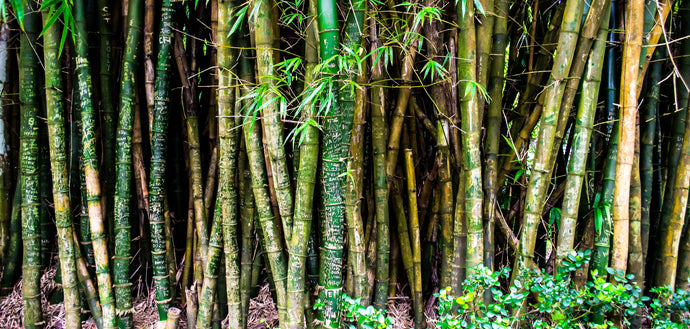 The Sustainability of Bamboo Rayon